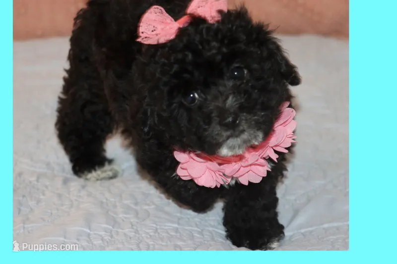 LALA – Maltipoo, Poodle - Toy  puppy for sale in Vallejo, CA