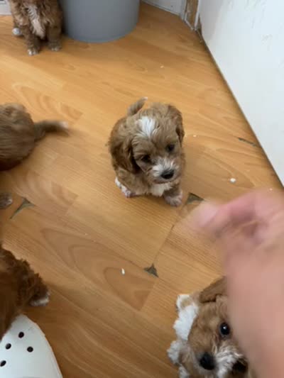 MAXIN, a male Maltipoo and Poodle - Toy  for sale in Vallejo, CA – 4 of 4