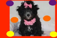 MIA, a female Maltipoo for sale in Vallejo, CA – 4 of 4