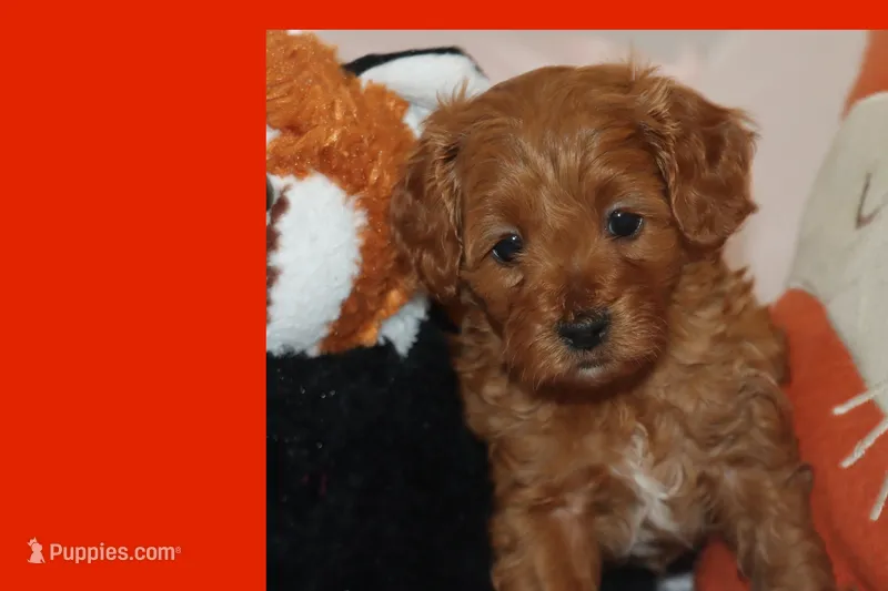 TINY RED TOY MALTIPOO – Maltipoo, Poodle - Toy  puppy for sale in Vallejo, CA
