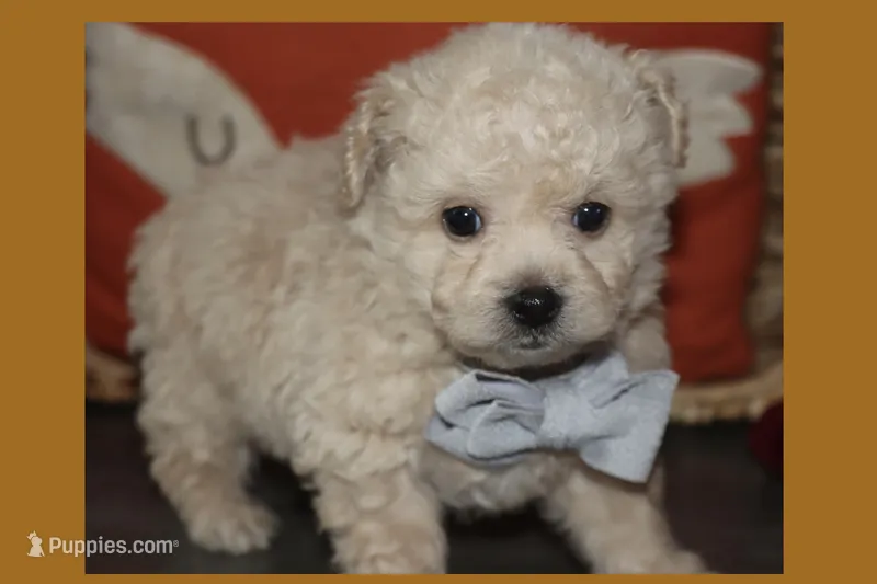 BEAR – Maltipoo, Poodle - Toy  puppy for sale in Vallejo, CA