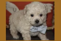 BEAR, a male Maltipoo and Poodle - Toy  for sale in Vallejo, CA – 1 of 3