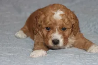 BABY BLUE, a male Maltipoo and Poodle - Toy  for sale in Vallejo, CA – 3 of 3