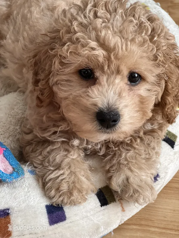 Vicky – Poodle - Toy , Maltipom puppy for sale in Vallejo, CA