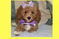 CAMI, a female Maltipoo and Poodle - Toy  for sale in Vallejo, CA – 2 of 3
