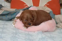 Toy Red Maltipoo, a female Maltipoo and Poodle - Toy  for sale in Vallejo, CA – 3 of 3
