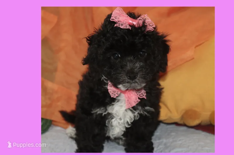 Toy maltipoo – Maltipoo puppy for sale in Vallejo, CA