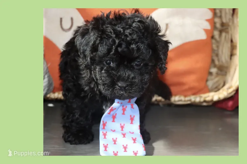 Bogie – Maltipoo, Poodle - Toy  puppy for sale in Vallejo, CA