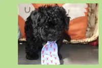 Bogie, a male Maltipoo and Poodle - Toy  for sale in Vallejo, CA – 1 of 3