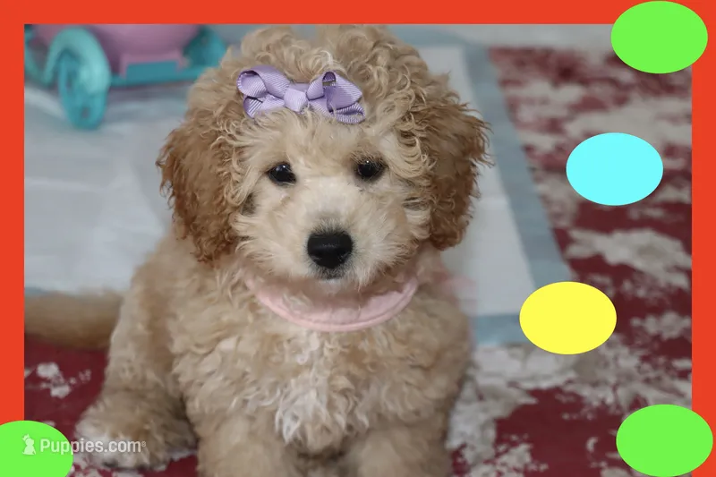 Apricot puppy – Maltipoo, Poodle - Toy  puppy for sale in Vallejo, CA