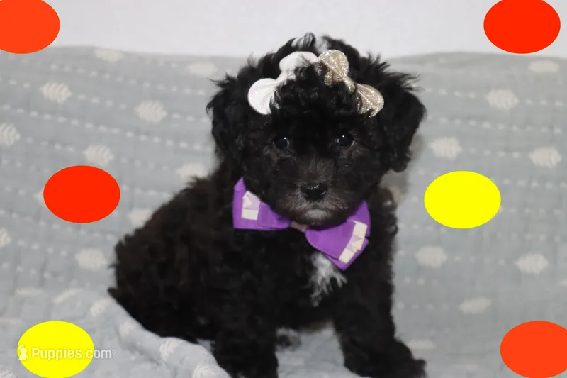 MIA – Maltipoo puppy for sale in Vallejo, CA