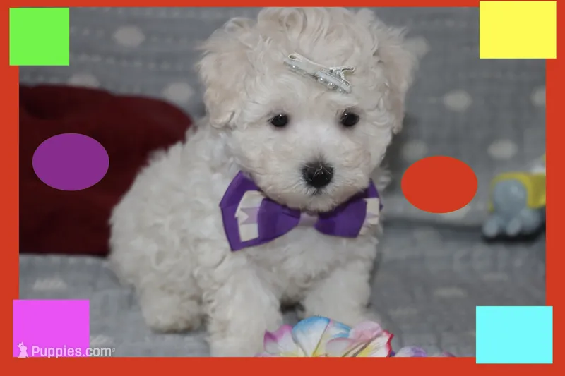 LUNA – Maltipoo, Poodle - Toy  puppy for sale in Vallejo, CA
