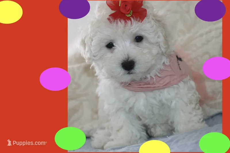 LUNA – Maltipoo, Poodle - Toy  puppy for sale in Vallejo, CA