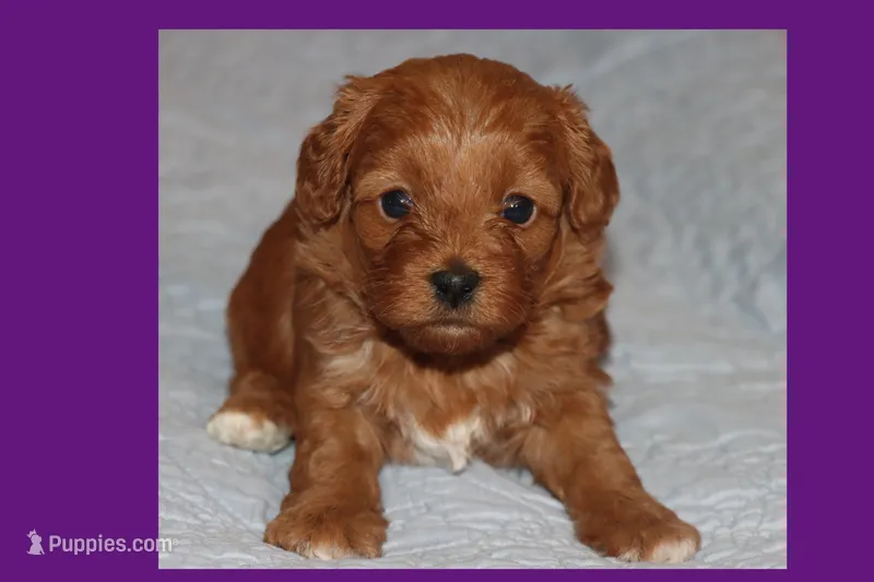 Toy Red Maltipoo – Maltipoo, Poodle - Toy  puppy for sale in Vallejo, CA