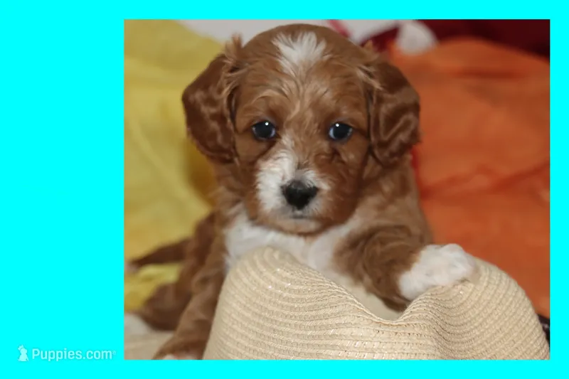 TIGRE – Maltipoo, Poodle - Toy  puppy for sale in Vallejo, CA