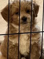 Red Toy Poodle , a male Maltipoo and Poodle - Toy  for sale in Vallejo, CA – 2 of 5