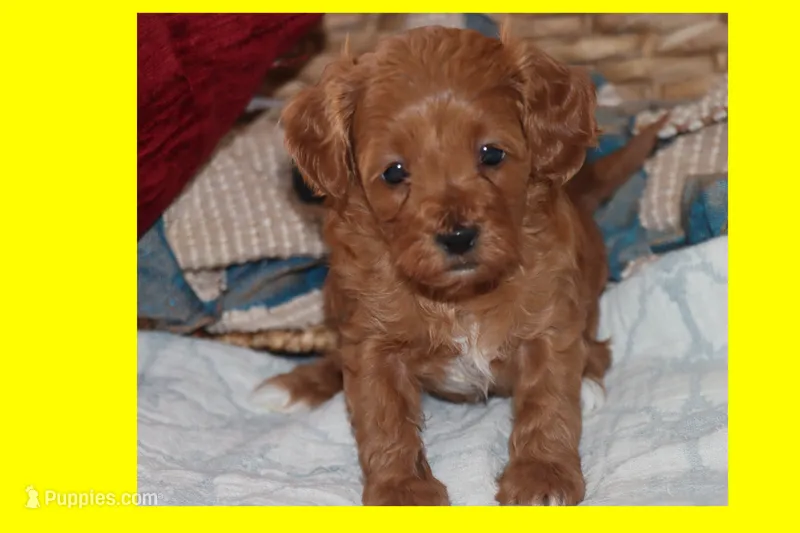 CINNAMON – Maltipoo, Poodle - Toy  puppy for sale in Vallejo, CA