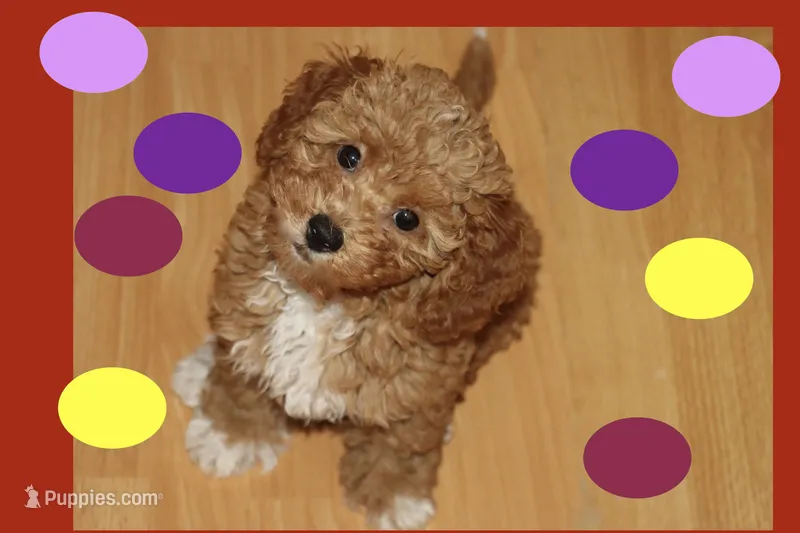 Toy Red Maltipoo – Maltipoo, Poodle - Toy  puppy for sale in Vallejo, CA