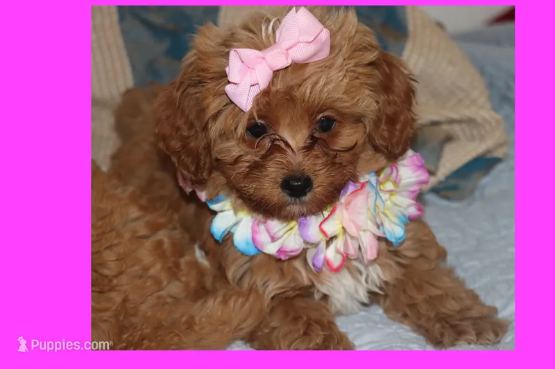 Sofia – Maltipoo, Poodle - Toy  puppy for sale in Vallejo, CA