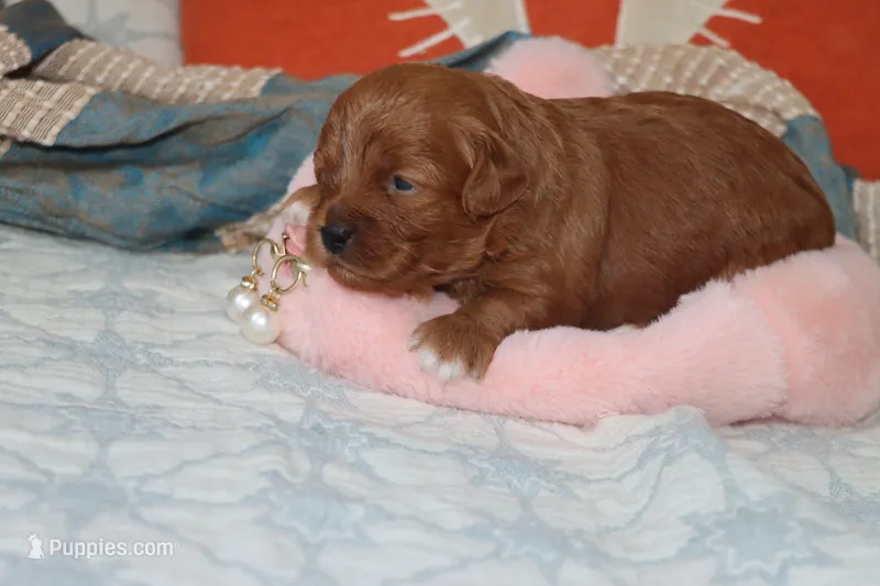 Toy Red Maltipoo – Maltipoo, Poodle - Toy  puppy for sale in Vallejo, CA