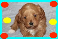 Caramel , a male Maltipoo and Poodle - Toy  for sale in Vallejo, CA – 3 of 3