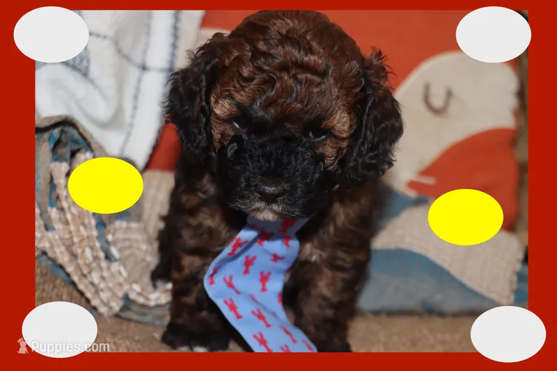 Valiente  – Maltipoo, Poodle - Toy  puppy for sale in Vallejo, CA