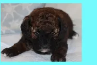 AZLAN, a male Maltipoo and Poodle - Toy  for sale in Vallejo, CA – Photo 3 of 4