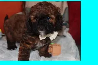 Valiente , a male Maltipoo and Poodle - Toy  for sale in Vallejo, CA – 3 of 3