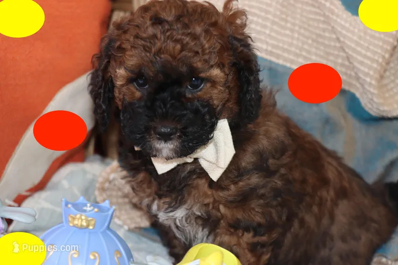 Valiente  – Maltipoo, Poodle - Toy  puppy for sale in Vallejo, CA