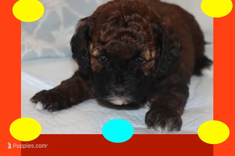 AZLAN – Maltipoo, Poodle - Toy  puppy for sale in Vallejo, CA