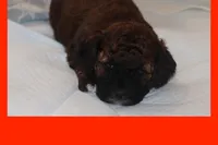 AZLAN, a male Maltipoo and Poodle - Toy  for sale in Vallejo, CA – Photo 2 of 4