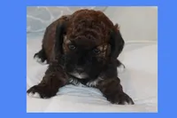 AZLAN, a male Maltipoo and Poodle - Toy  for sale in Vallejo, CA – Photo 4 of 4