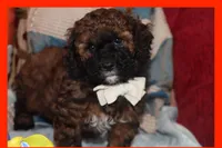 Valiente , a male Maltipoo and Poodle - Toy  for sale in Vallejo, CA – 2 of 3