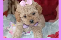 Kiva, a female Poodle - Toy  and Maltipom for sale in Vallejo, CA – Photo 3 of 3