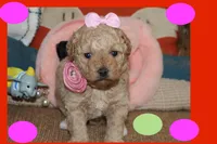 LIBY, a female Poodle - Toy  and Maltipom for sale in Vallejo, CA – Photo 2 of 3