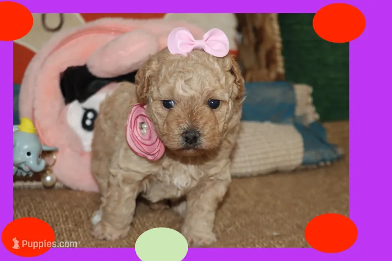 LIBY – Poodle - Toy , Maltipom puppy for sale in Vallejo, CA