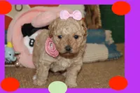 LIBY, a female Poodle - Toy  and Maltipom for sale in Vallejo, CA – Photo 1 of 3