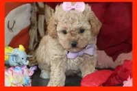Kiva, a female Poodle - Toy  and Maltipom for sale in Vallejo, CA – Photo 2 of 3