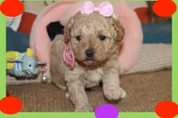 LIBY, a female Poodle - Toy  and Maltipom for sale in Vallejo, CA – Photo 3 of 3