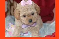 Kiva, a female Poodle - Toy  and Maltipom for sale in Vallejo, CA – Photo 1 of 3