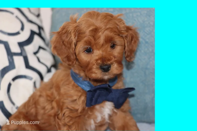 TINY RED TOY MALTIPOO – Maltipoo, Poodle - Toy  puppy for sale in Vallejo, CA