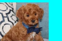 TINY RED TOY MALTIPOO, a male Maltipoo and Poodle - Toy  for sale in Vallejo, CA – 1 of 5