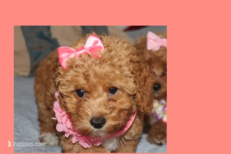 Toy Red Maltipoo – Maltipoo, Poodle - Toy  puppy for sale in Vallejo, CA