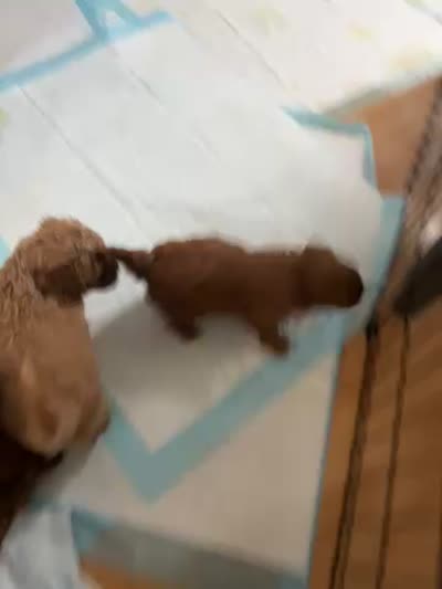 LEILA, a female Maltipoo and Poodle - Toy  for sale in Vallejo, CA – 4 of 4