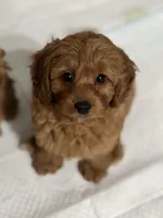 KALI, a female Maltipoo and Poodle - Toy  for sale in Vallejo, CA – Photo 3 of 3