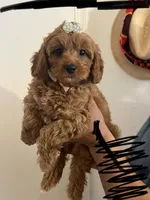 KALI, a female Maltipoo and Poodle - Toy  for sale in Vallejo, CA – Photo 1 of 3