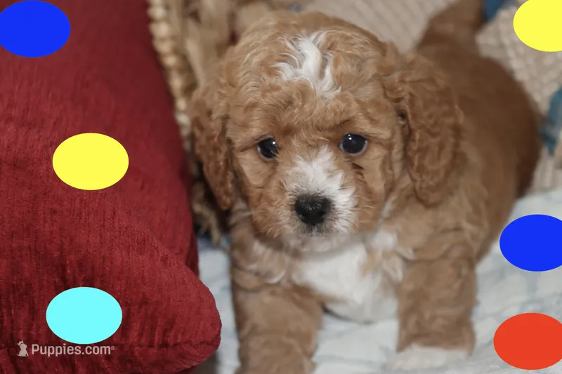 BABY BLUE – Maltipoo, Poodle - Toy  puppy for sale in Vallejo, CA
