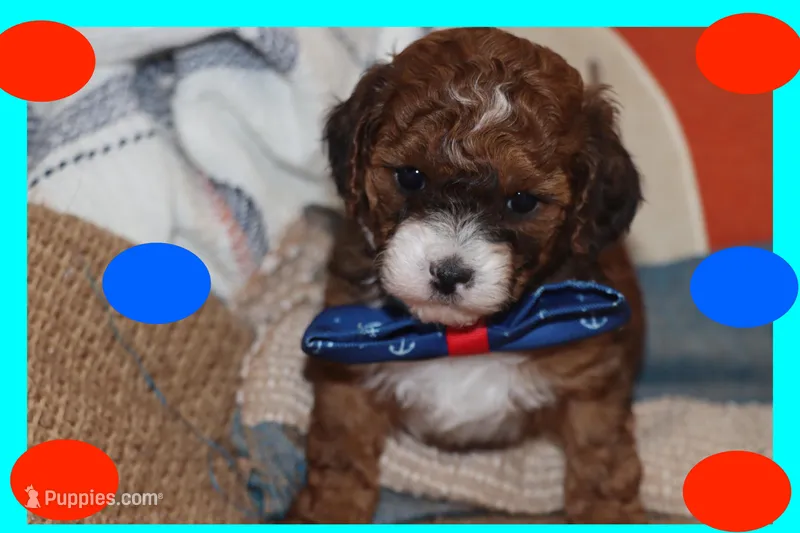 Ayaan – Maltipoo, Poodle - Toy  puppy for sale in Vallejo, CA