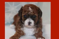 Ayaan, a male Maltipoo and Poodle - Toy  for sale in Vallejo, CA – Photo 3 of 3