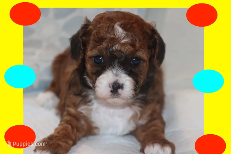 Ayaan – Maltipoo, Poodle - Toy  puppy for sale in Vallejo, CA